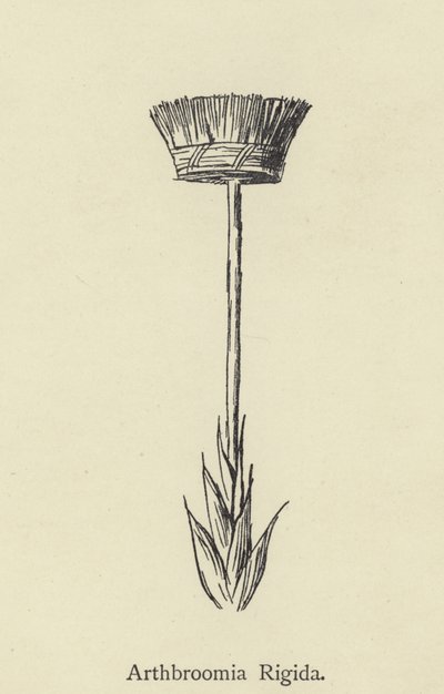 Arthbroomia Rigida by Edward Lear